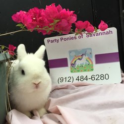 Party Ponies of Savannah