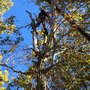 Photo of Cutting Edge Tree Service