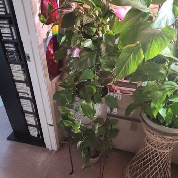 Dottie's Flowers & Plants - Marbled Queen pothos on a pole. - Florists Near Me - Reseda, California Dottie's Flowers & Plants - Marbled Queen pothos on a pole. - Florists Near Me - Reseda, California
