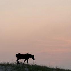 Bob's Wild Horse Tours