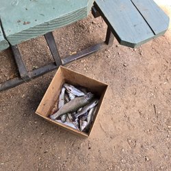 Smith's Mt. St. Helena Trout Farm & Hatchery