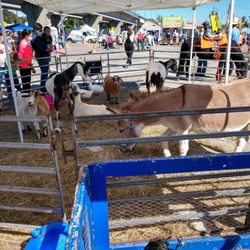 Bellmore Carnival - Animal petting zoo