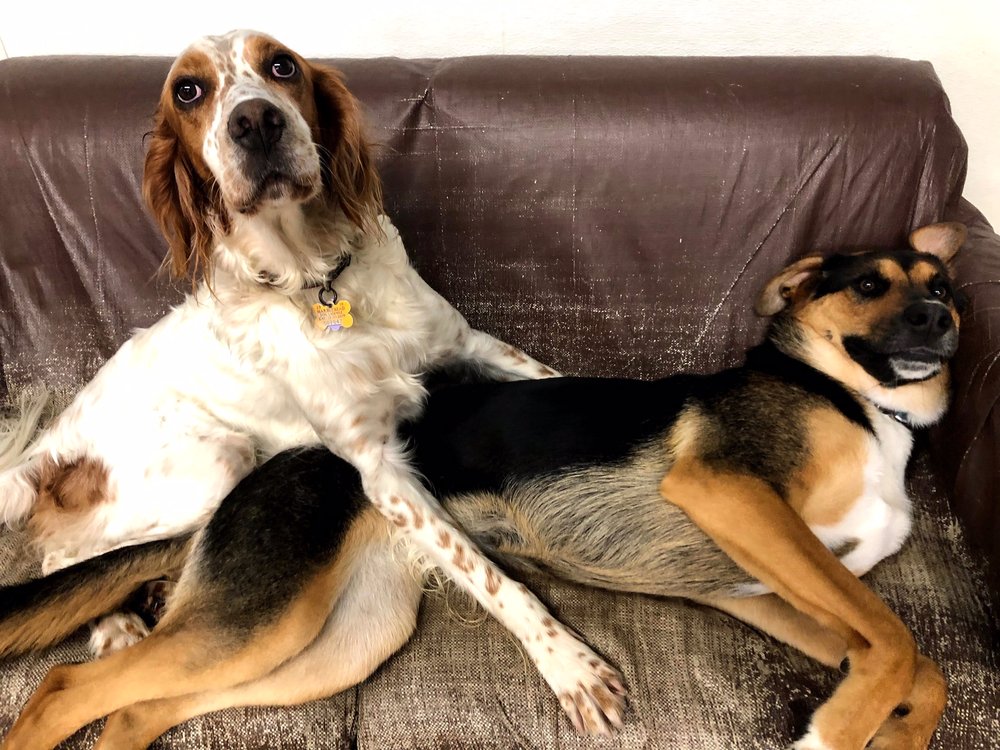 RIVERDOG DAYCARE Updated September 2024 27 Photos & 27 Reviews