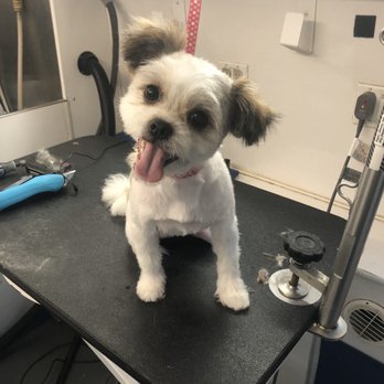 Napa Paw Spa - Pet Training Near Me Napa Paw Spa - Pet Training Near Me