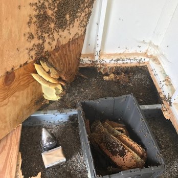 AA-Beekeeper - Pest Control Near Me