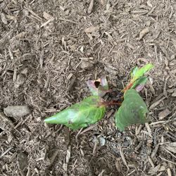 Madison Earth Care - Example of the plants