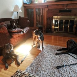 Rochester NY Dogs - Pet sitting four amazing dogs while family was away for wedding