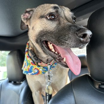 Spaw and Stay - Mila after her spa appointment - Pet Groomers Near Me - Avenel, New Jersey Spaw and Stay - Mila after her spa appointment - Pet Groomers Near Me - Avenel, New Jersey