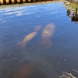 Manatee and babies Manatee and babies