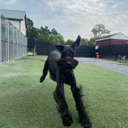 Tri state pet care