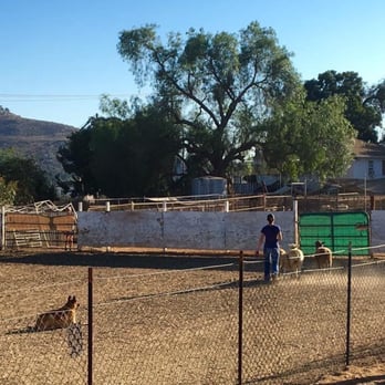Action K9 Sports - Pet Training Near Me - Escondido, California Action K9 Sports - Pet Training Near Me - Escondido, California