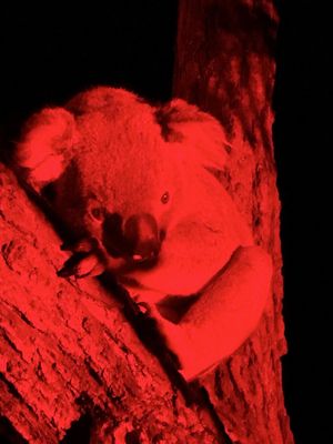 Taronga Zoo Sydney by null Taronga Zoo Sydney by null