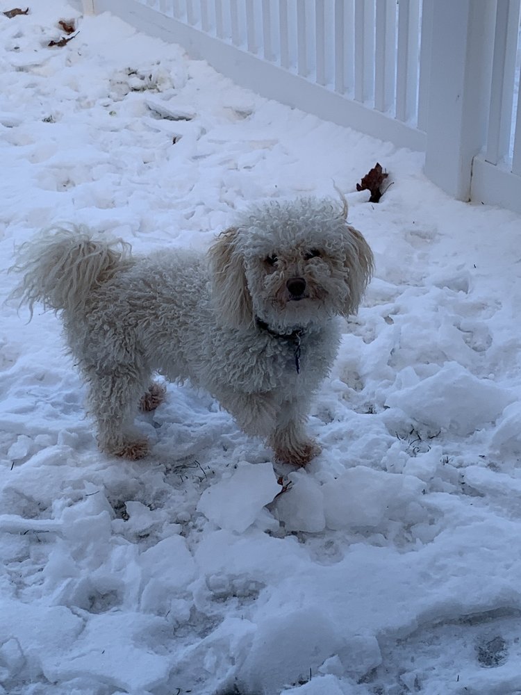 FURRY ESSENTIALS GROOMING SALON 15 Photos & 16 Reviews 1073 W