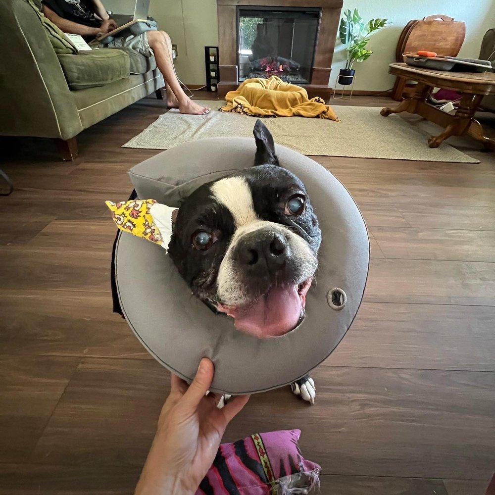 Pets Vet - How cute is my pup?!?!? - Veterinarians Near Me - Hemet, California Pets Vet - How cute is my pup?!?!? - Veterinarians Near Me - Hemet, California