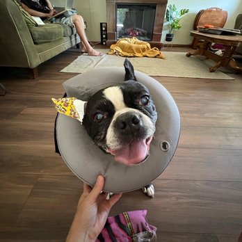 Pets Vet - How cute is my pup?!?!? - Veterinarians Near Me - Hemet, California