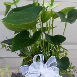 Colorful Creations - Peace Lily Plant