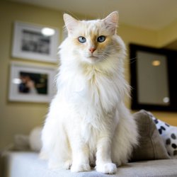 agape animal cremation