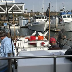Helgren's Sportfishing & Harbor Cruises - Birds stealing the bate lol