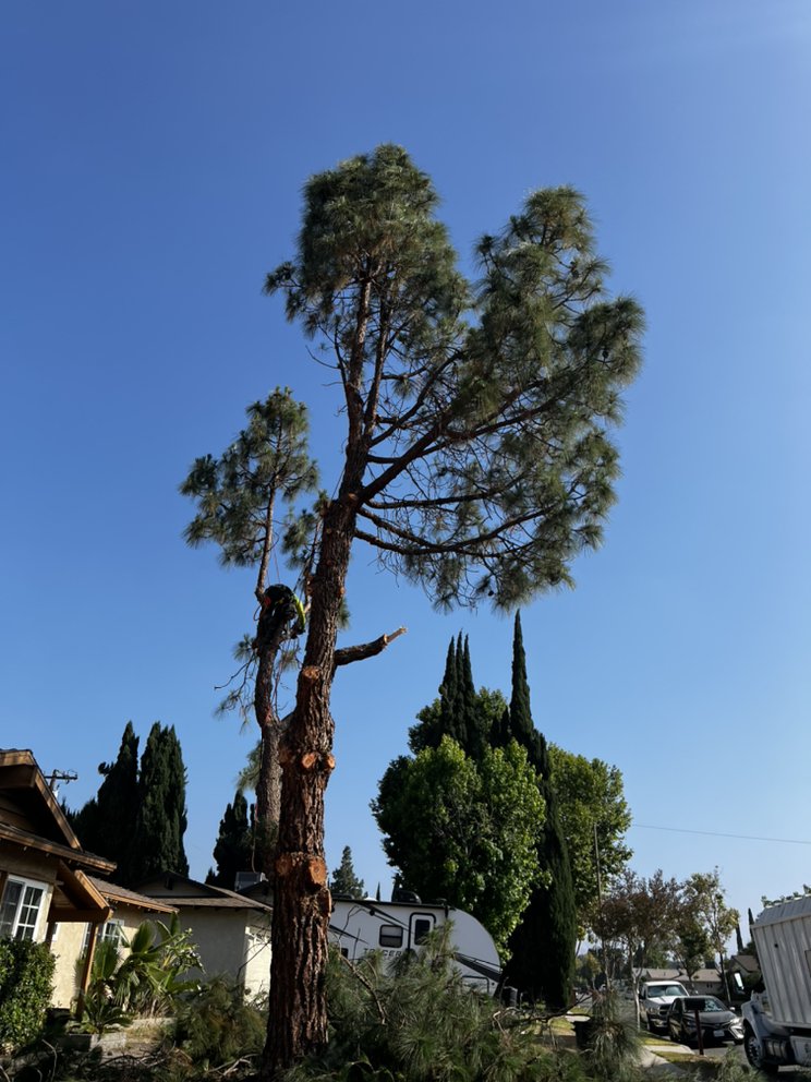 JLG LANDSCAPING & TREE SERVICE Updated March 2025 118 Photos & 80 Reviews Santa Clarita