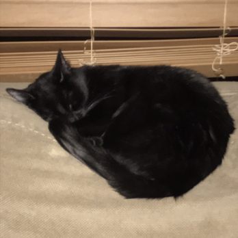 Manchaca Village Veterinary Care - My little cat Layla was saved by the team at Manchaca Village. - Veterinarians Near Me - Austin, Texas Manchaca Village Veterinary Care - My little cat Layla was saved by the team at Manchaca Village. - Veterinarians Near Me - Austin, Texas