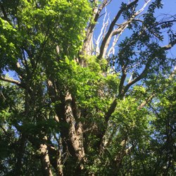 Hidden Valley Club - another dead tree