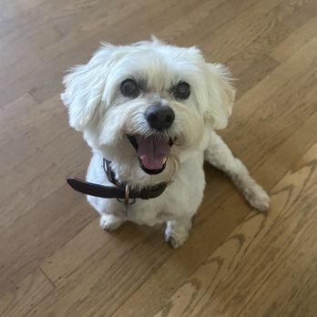 The Pampered Pet - My elderly dog - Pet Groomers Near Me - Millbrae, California