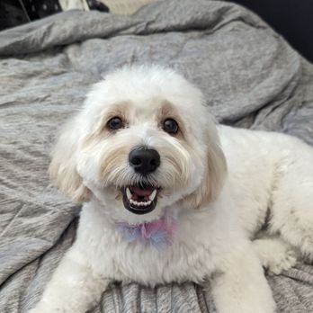 LA Pets Grooming - Happy Girl after Cut and Wash - Pet Groomers Near Me - Diamond Bar, California LA Pets Grooming - Happy Girl after Cut and Wash - Pet Groomers Near Me - Diamond Bar, California