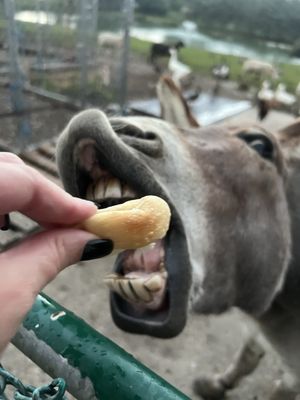 Ki's Steak & Seafood Restaurant by null