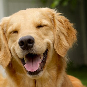 Anchorage humane society baxter in