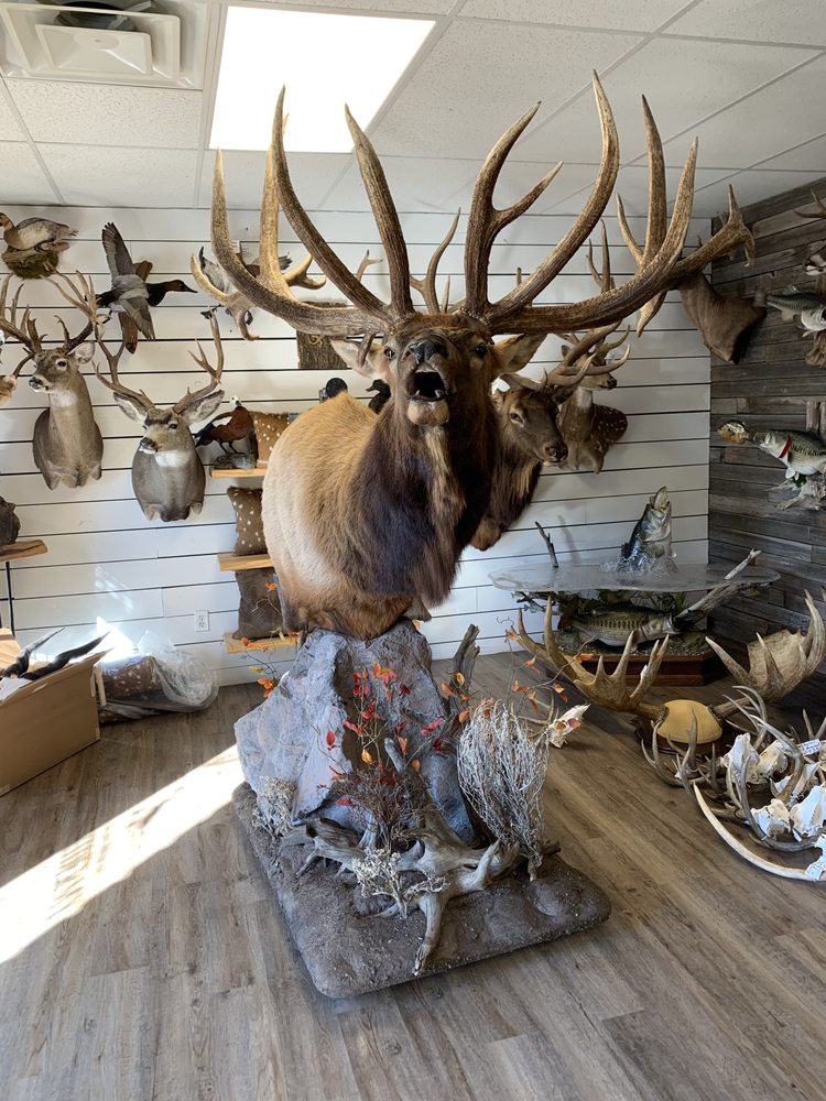 Wildlife Designs Taxidermy - taxidermy in Marble Falls, TX