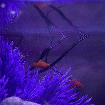 Wow Fish & Pets - Pet Groomers Near Me - Hesperia, California Wow Fish & Pets - Pet Groomers Near Me - Hesperia, California