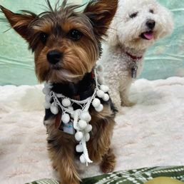 Just a day at Camp Bow Wow