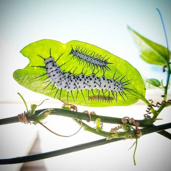 Florida Nursery Mart - Zebra Longwing Butterfly Caterpillars on Passionvine - Landscaping Near Me - Davie, Florida Florida Nursery Mart - Zebra Longwing Butterfly Caterpillars on Passionvine - Landscaping Near Me - Davie, Florida