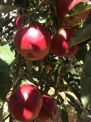 Sherwood Orchards by null