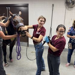 Chaparral Veterinary Medical Center - Endoscopy exam