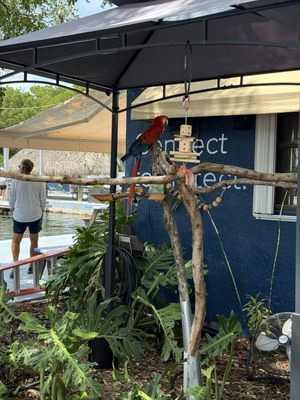 Dolphin Life Key Largo by null