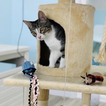 Pounce Hawaii - Pet Boarding Near Me - Honolulu, Hawaii Pounce Hawaii - Pet Boarding Near Me - Honolulu, Hawaii