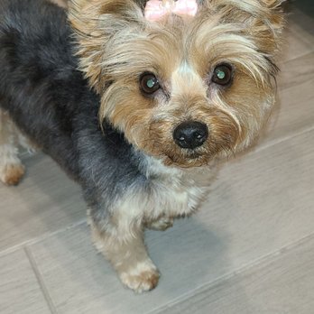 Magic Grooming - Pet Sitting Near Me - North Bay Village, Florida