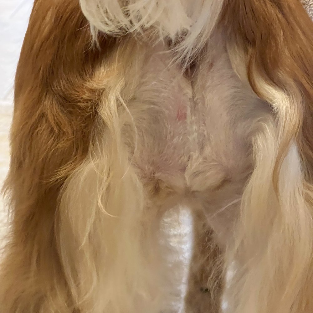 Fur Oak Professional Pet Grooming - Pet Groomers Near Me - Austin, Texas Fur Oak Professional Pet Grooming - Pet Groomers Near Me - Austin, Texas