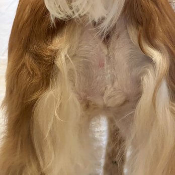 Fur Oak Professional Pet Grooming - Pet Groomers Near Me - Austin, Texas
