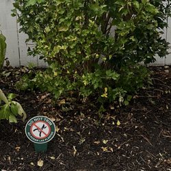 Mow Better Lawnscapes - Rose of Sharron shrub, cut in half and the sign that clearly says do not trim