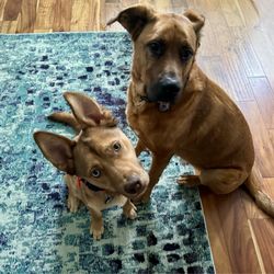 Sniff Dog Hotel Beaverton - Winston (left) and Reinhard (right) looking forward to their 2 night boarding.