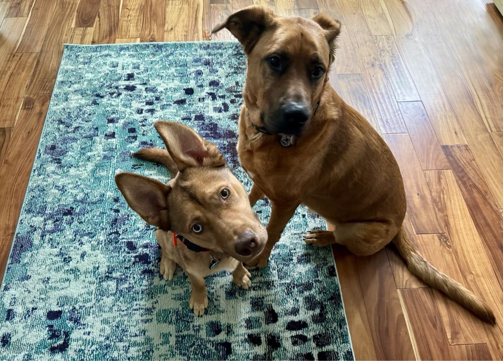 Sniff Dog Hotel Beaverton - pet boarding facility in Beaverton, OR