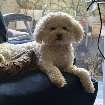 Dogfitt - Milo on his favorite chair! - Pet Training Near Me - Los Angeles, California