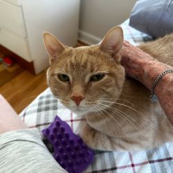 Evergreen Veterinary Clinic - My newest foster, buff mackerel kitty, currently named Raja.