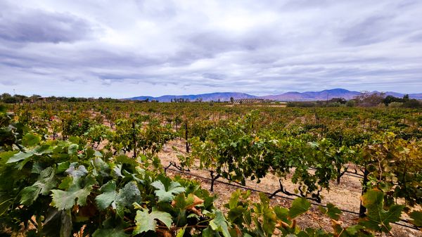 Deckman's by null Deckman's by null