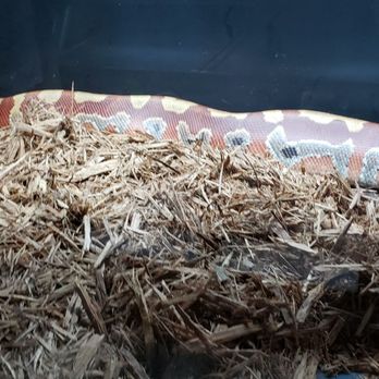 Cold Blooded Kingdom - Reptile Shops Near Me - Deerfield Beach, Florida