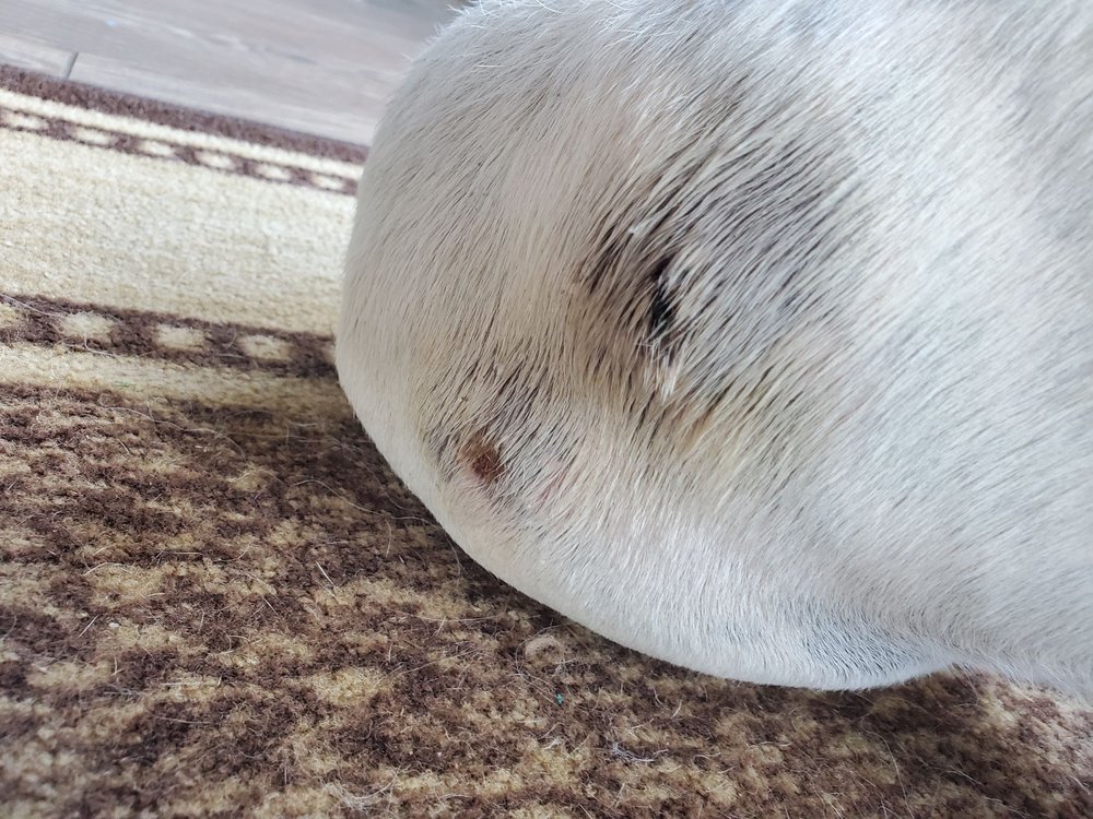 YARDLEY ANIMAL KENNELS Updated September 2024 1085 Reading Ave, Yardley, Pennsylvania Pet