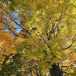 Olbrich Park