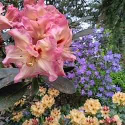 Lake Tapps Rhododendron Nursery - Some of the gorgeous flowers I saw!
